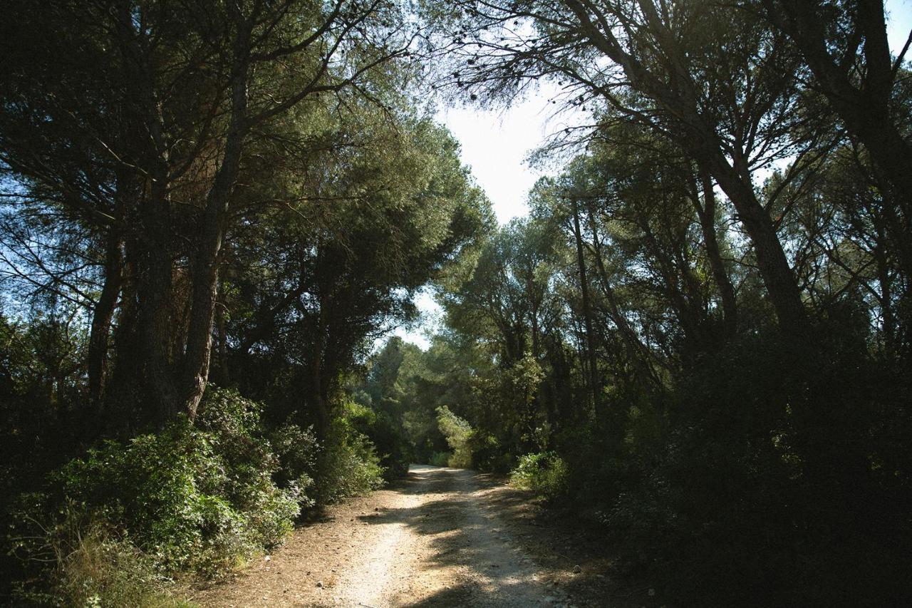Masia Bartomeu Rural House Between Vineyards 2Km From The Beach El Vendrell Dış mekan fotoğraf